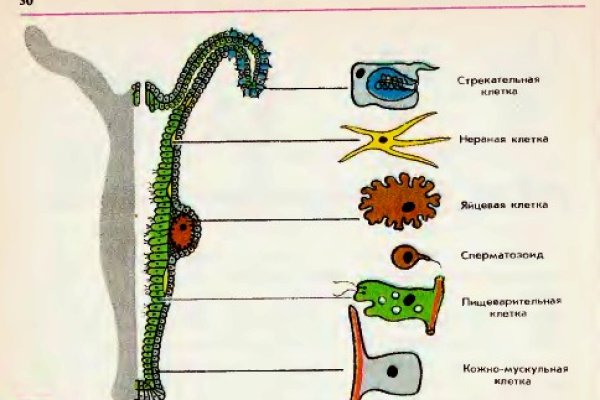 Как восстановить аккаунт на кракене